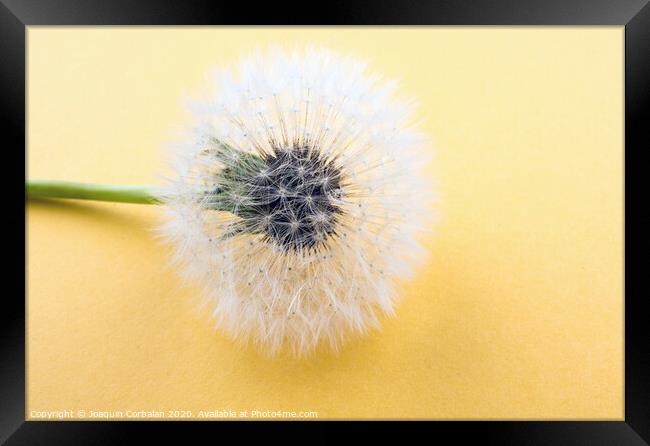 White Dandelion Framed Print by Joaquin Corbalan