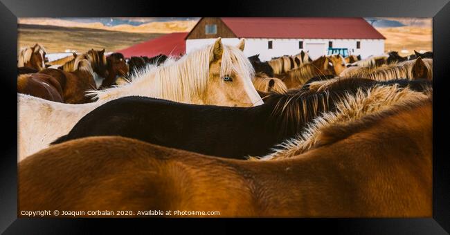 Authentic wild Icelandic horses in nature riding. Framed Print by Joaquin Corbalan