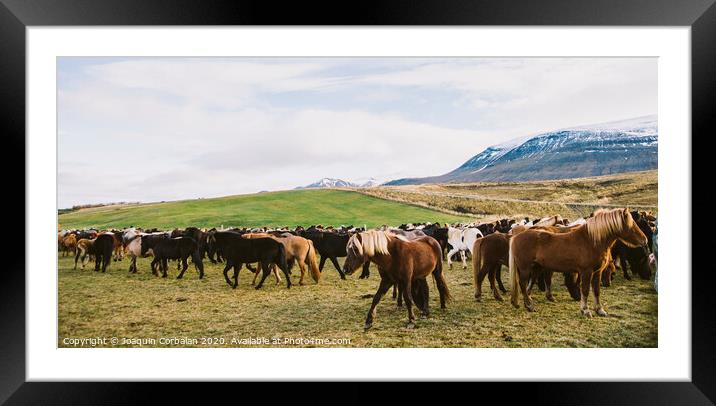 Herd of precious Icelandic horses gathered in a farm. Framed Mounted Print by Joaquin Corbalan