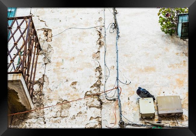Pigeon perched on the wall of an old abandoned house in an Italian city. Framed Print by Joaquin Corbalan