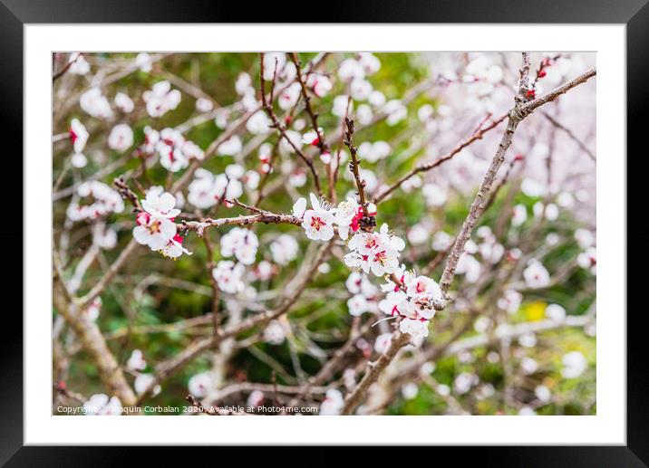 Flowering almond trees during the spring in a Mediterranean city, ideal for a soft background. Framed Mounted Print by Joaquin Corbalan