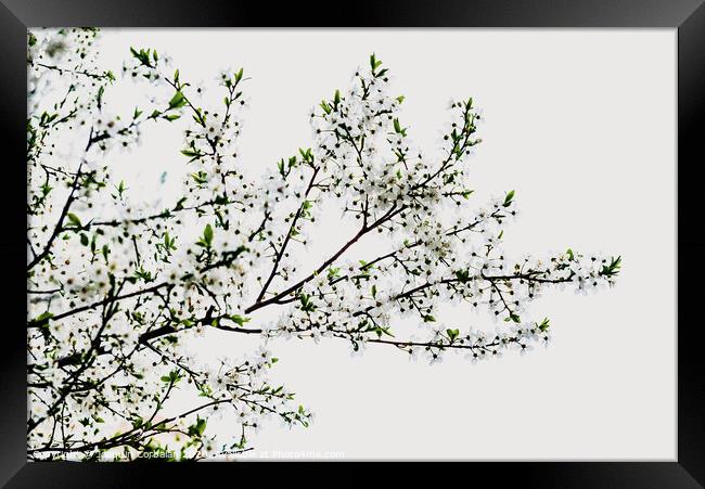 Branches of tree in bloom in spring with cloudy sky background. Framed Print by Joaquin Corbalan