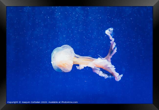 Beautiful translucent white jellyfish floating in the water with blue background, marine concept. Framed Print by Joaquin Corbalan