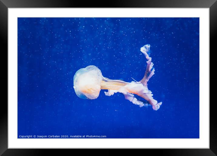 Beautiful translucent white jellyfish floating in the water with blue background, marine concept. Framed Mounted Print by Joaquin Corbalan