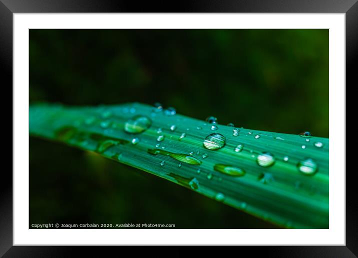 Leaves moistened with raindrops in a garden in the morning, background with negative space. Framed Mounted Print by Joaquin Corbalan