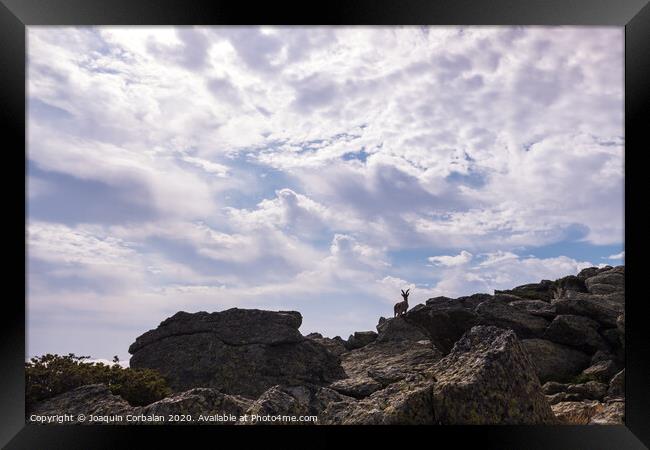 Goat silhouette, ibex pyrenaica, on top of a rocky cliff. Framed Print by Joaquin Corbalan