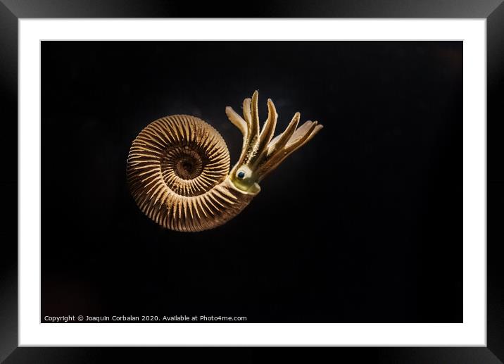 Reconstruction of an Ammonites Dactylioceras commune Framed Mounted Print by Joaquin Corbalan