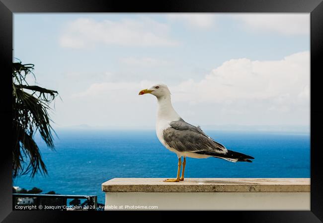 Seagull posing for the photographer with the background of the blue mediterranean sea. Framed Print by Joaquin Corbalan