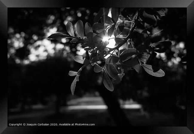 Sunset between the green leaves of some trees in the forest, natural background with sunflares, photo in black and white. Framed Print by Joaquin Corbalan