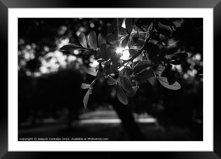 Sunset between the green leaves of some trees in the forest, natural background with sunflares, photo in black and white. Framed Mounted Print by Joaquin Corbalan