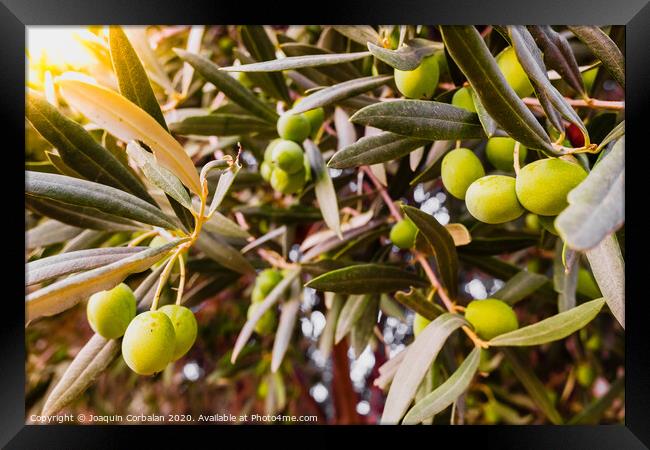 Olive branches full of the fruit of the tree. Framed Print by Joaquin Corbalan