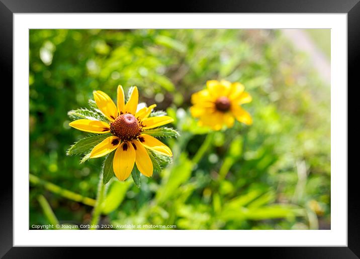 Detail of a beautiful yellow flower with silky petals and unfocused background. Framed Mounted Print by Joaquin Corbalan