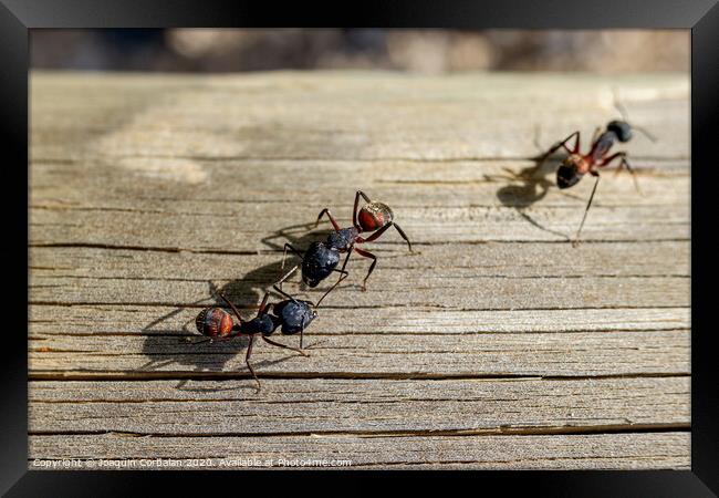 Macro of several queen ants looking for a mate to make a nest. Framed Print by Joaquin Corbalan