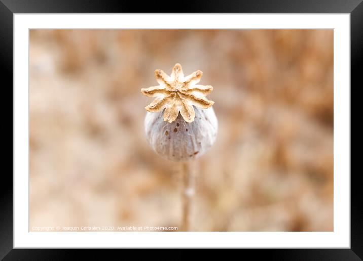 Detail of the ripe fruit of a royal opium poppy, Papaver somniferum, whose seeds are used to extract morphine. Framed Mounted Print by Joaquin Corbalan