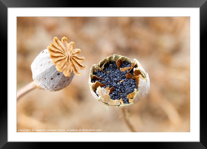 Macro detail of the poppy seeds inside the plant without collecting yet. Framed Mounted Print by Joaquin Corbalan