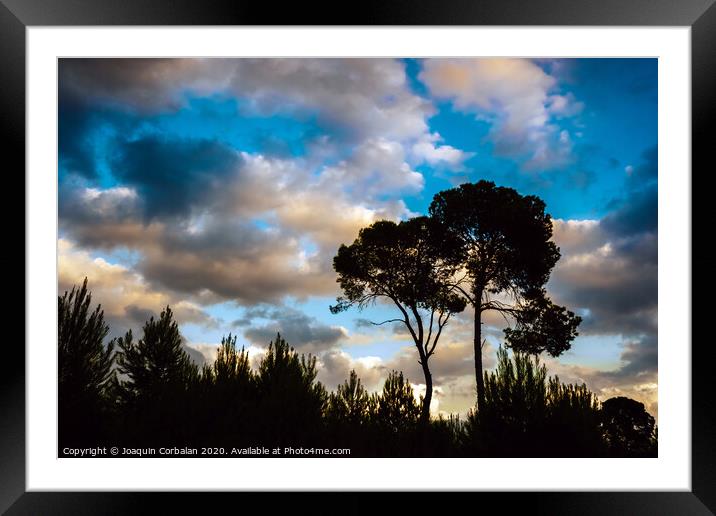 Silhouette of two lonely trees at sunset against the background of a warm blue cloudy sky. Framed Mounted Print by Joaquin Corbalan