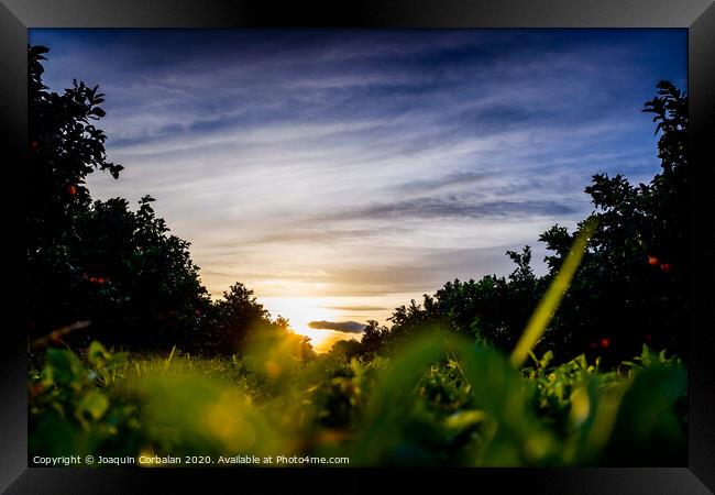 Nice sunset seen from the ground and surrounded by fruit trees, and an intense blue sky. Framed Print by Joaquin Corbalan