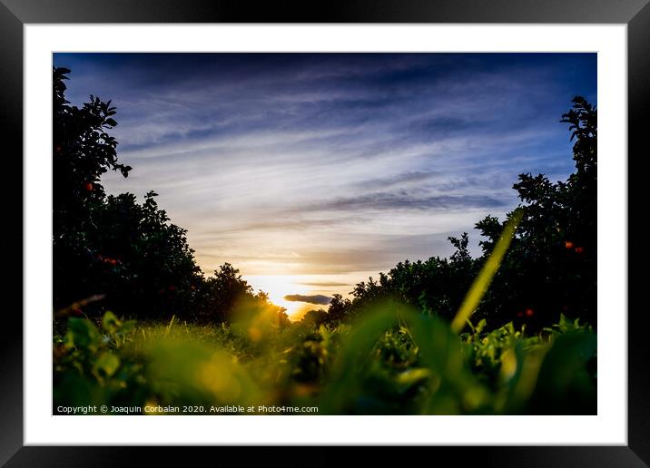 Nice sunset seen from the ground and surrounded by fruit trees, and an intense blue sky. Framed Mounted Print by Joaquin Corbalan