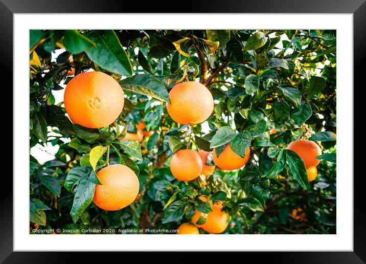 Young orange trees in an orchard full of ripe fruit in an agriculture business. Framed Mounted Print by Joaquin Corbalan