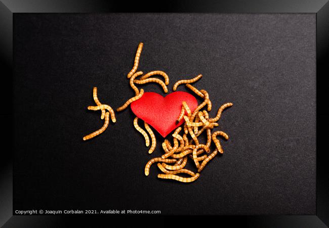 Heart broken background for valentine, rotten by worms metaphor. Framed Print by Joaquin Corbalan