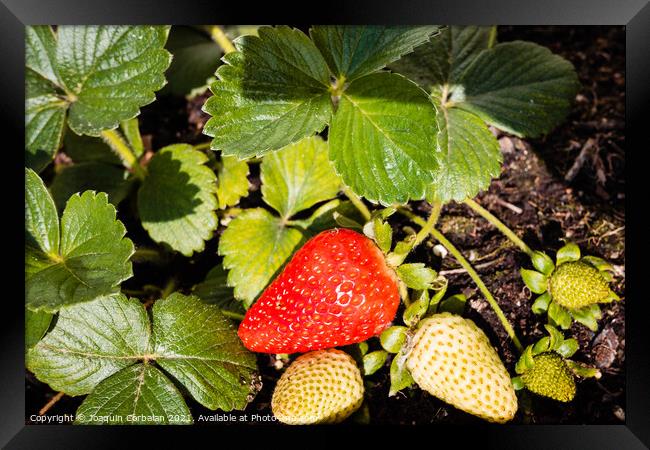 Strawberries grown in a pot in an urban garden, half ripe. Framed Print by Joaquin Corbalan