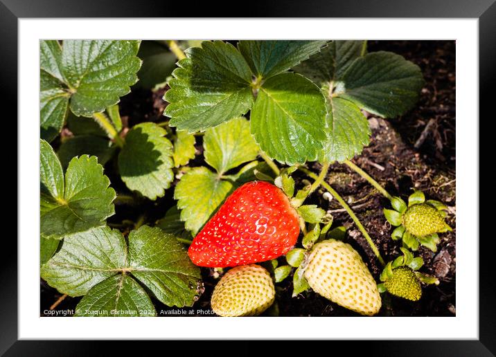 Strawberries grown in a pot in an urban garden, half ripe. Framed Mounted Print by Joaquin Corbalan