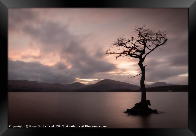 Milarrochy Bay Tree Framed Print by Ross Sutherland