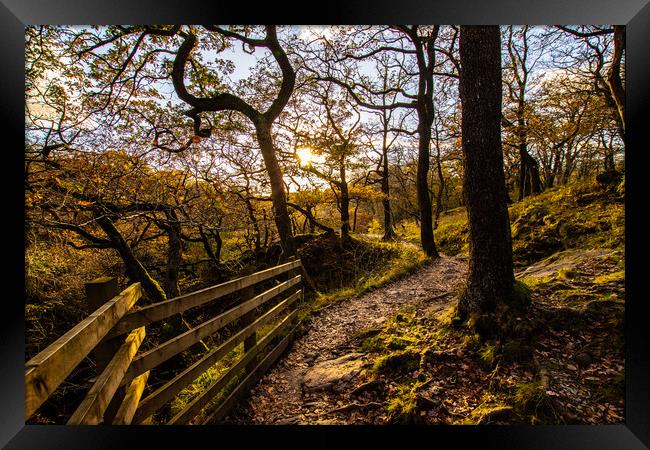 Autumn Walk  Framed Print by Darren Welsh