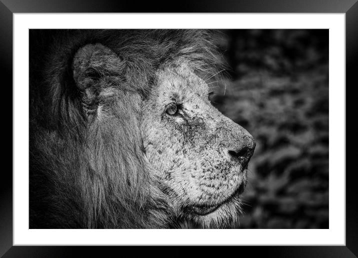 Lions Pride B&W Framed Mounted Print by Darren Welsh