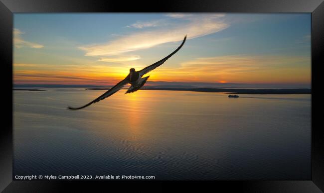 Oystercatchering The Sunset Framed Print by Myles Campbell