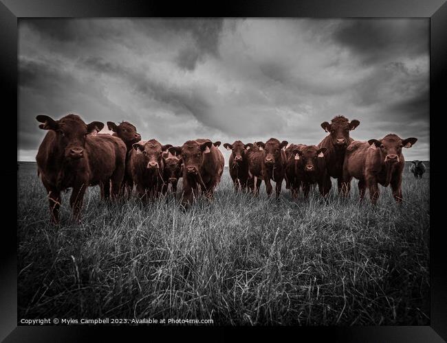 Enquizative Calfs Framed Print by Myles Campbell