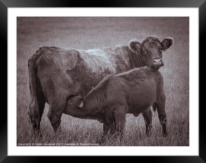 Taking a drink from mum Framed Mounted Print by Myles Campbell