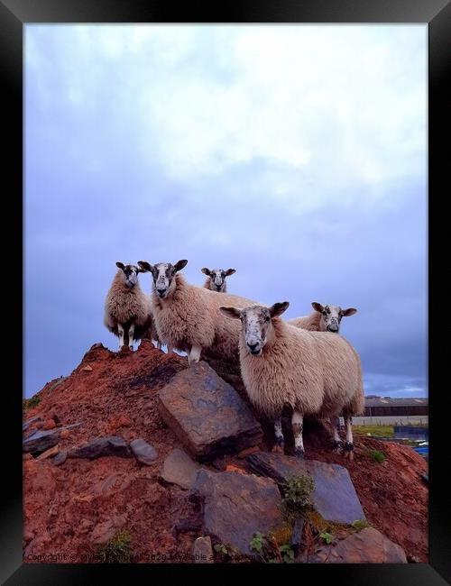 Lambs on the rocks  Framed Print by Myles Campbell