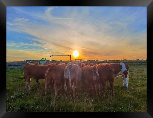 Feeding the heifer cows  Framed Print by Myles Campbell