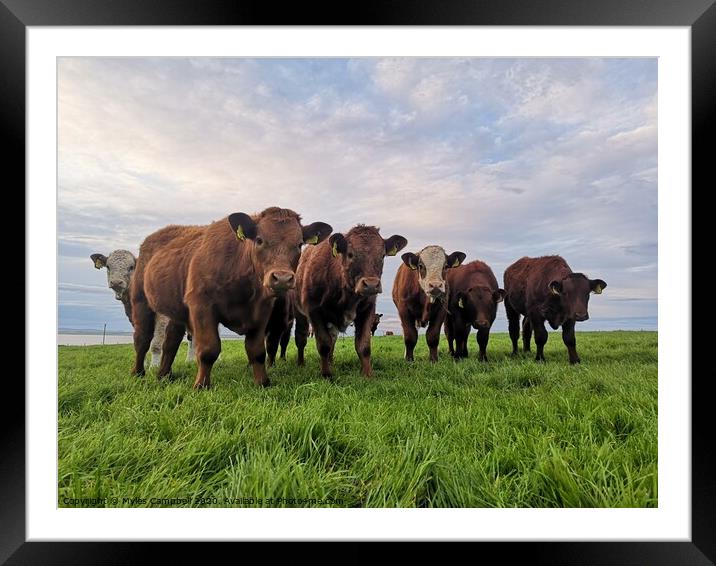 Cows onlooking Framed Mounted Print by Myles Campbell