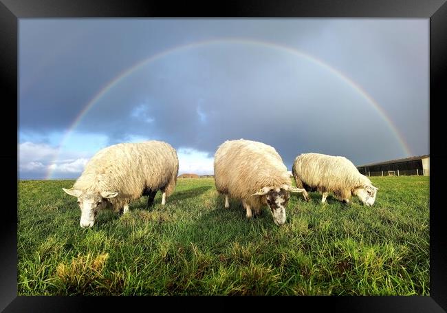 Rainbow over lambs  Framed Print by Myles Campbell