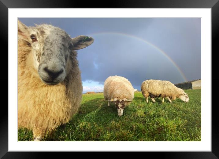 Violet the lamb onlooking under rainbow Framed Mounted Print by Myles Campbell