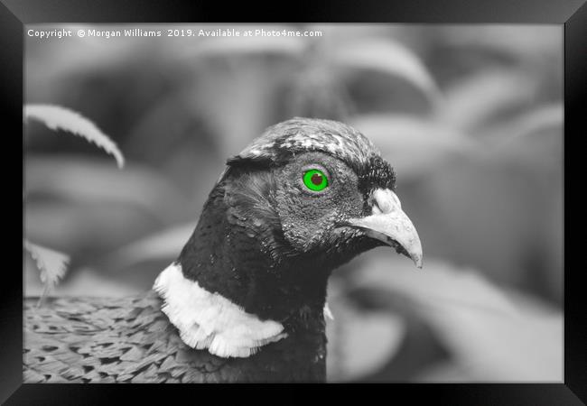 Green Eyed Pheasant Framed Print by Morgan Williams