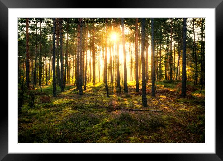 Sun beams shines in pine forest Framed Mounted Print by eyecon 