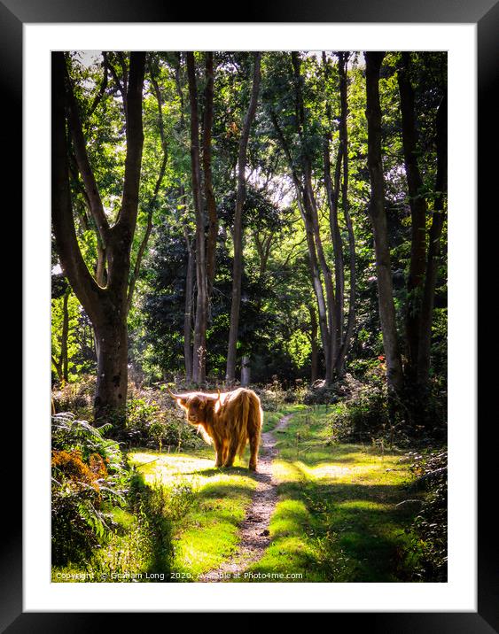The Highland Cow  Framed Mounted Print by Graham Long