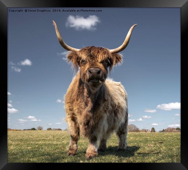 Scottish highland cow Framed Print by Ionut Draghiciu