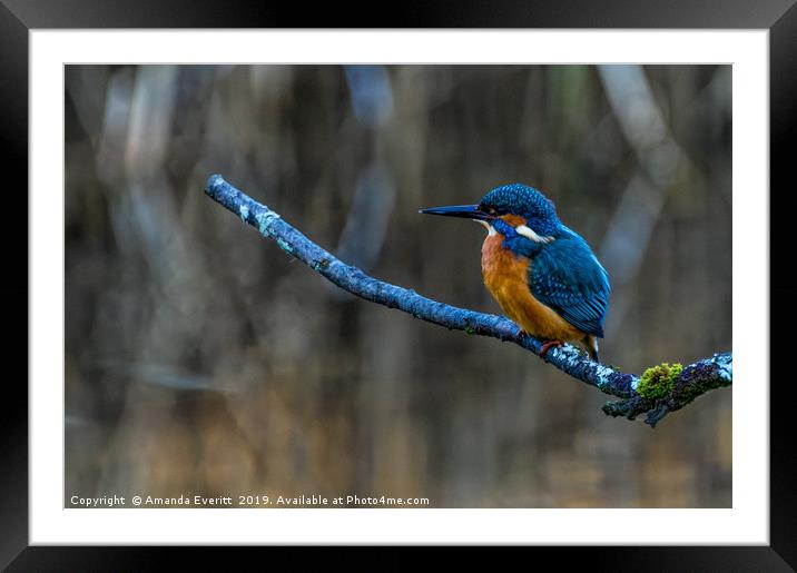 Kingfisher on a branch Framed Mounted Print by Amanda Everitt
