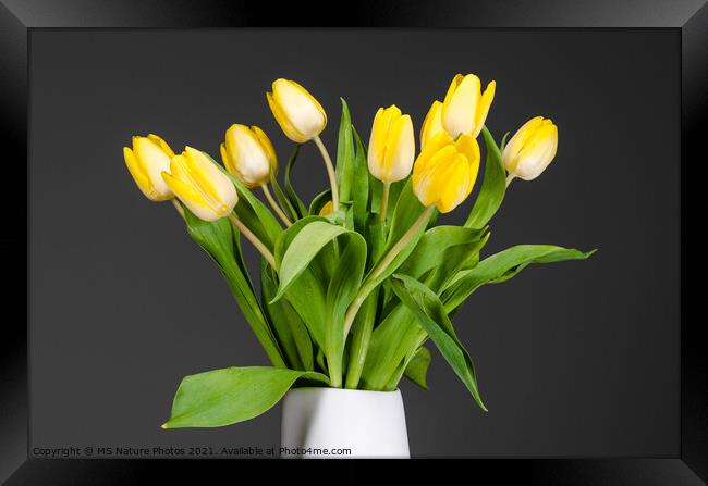 Still life of yellow tulips in a white vase Framed Print by Mike C.S.