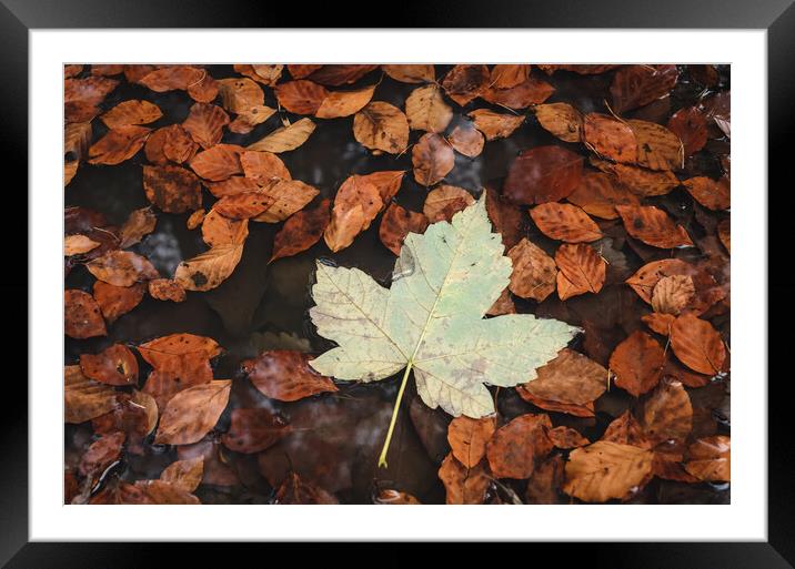 Maple Leaf Framed Mounted Print by Mike C.S.