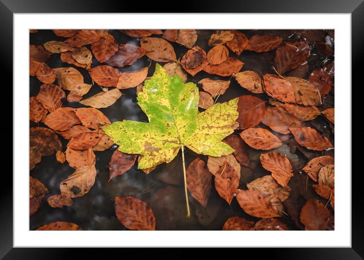 Maple Leaf Framed Mounted Print by Mike C.S.