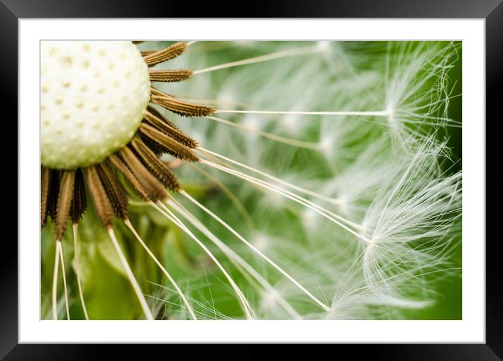 Dandelion Framed Mounted Print by Mike C.S.