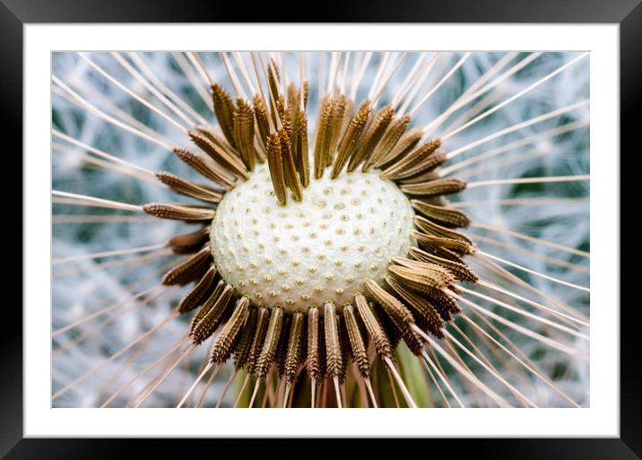 Dandelion Flower Framed Mounted Print by Mike C.S.