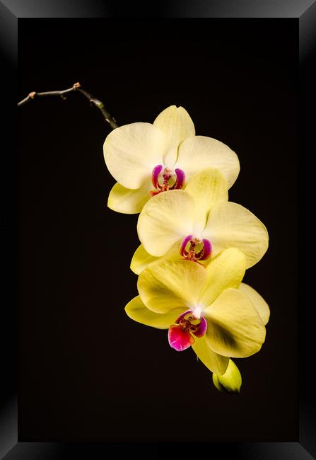 Yellow Orchid Still Life Framed Print by Mike C.S.