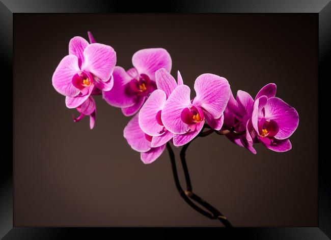 Purple Orchid Still Life Framed Print by Mike C.S.