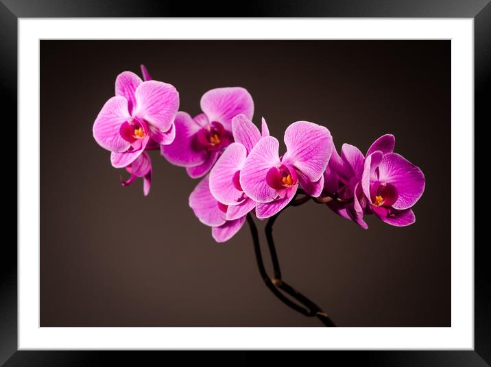 Purple Orchid Still Life Framed Mounted Print by Mike C.S.